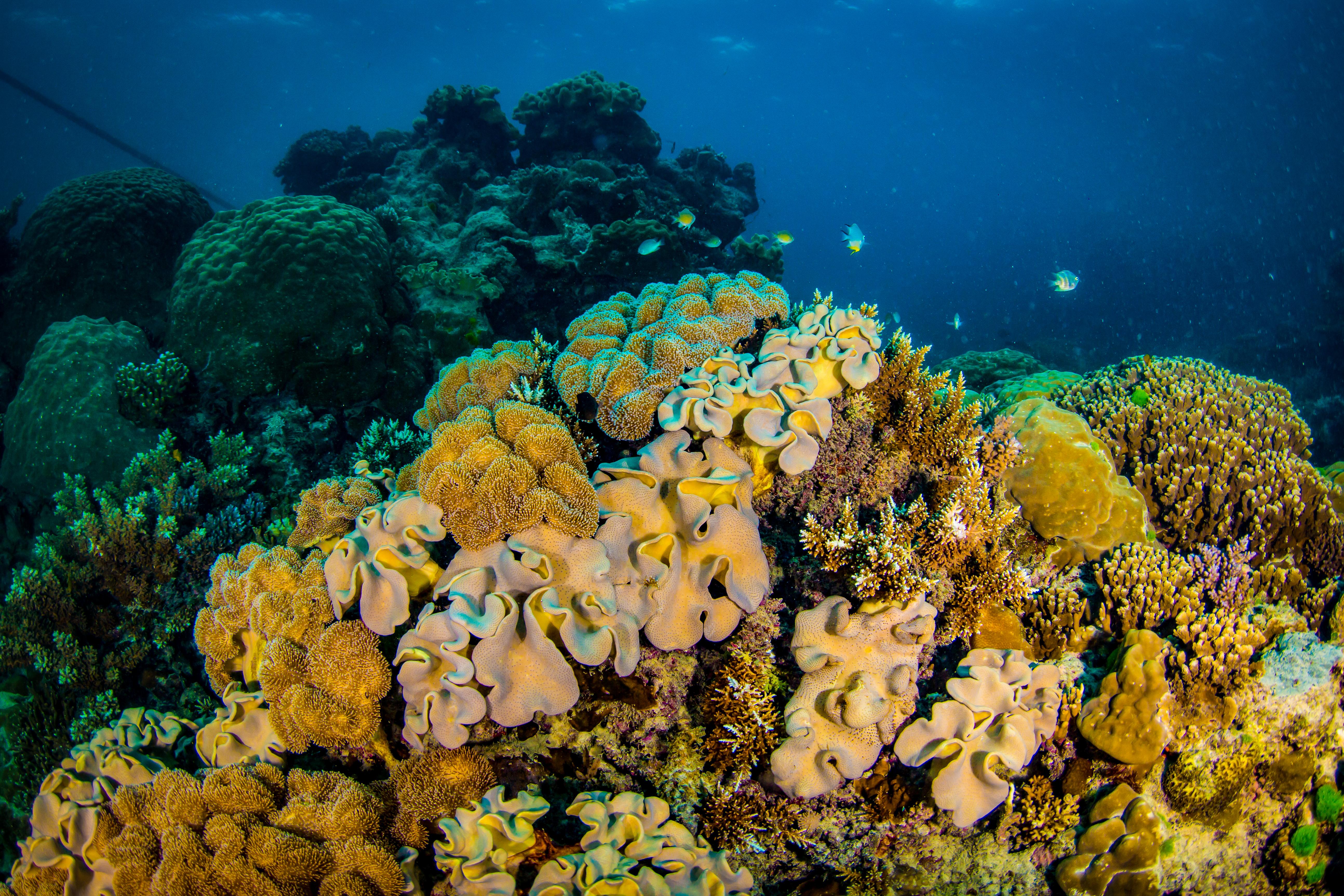 Great Barrier Reef